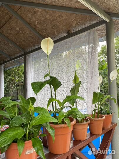 Комнатные цветы Женское счастье