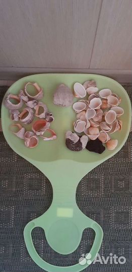 Грунт. Ракушки