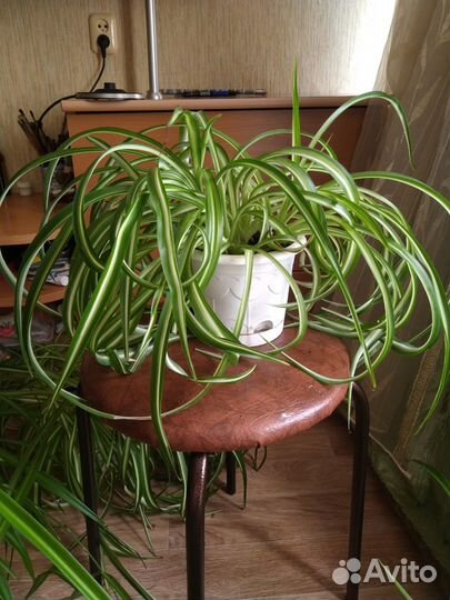 Продам цветы комнатные- хлорофитум, мята комнатная