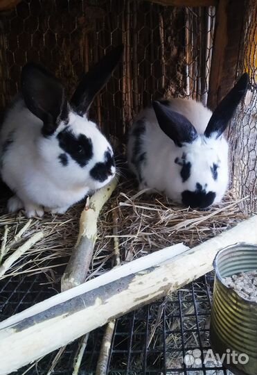 Кролики мясных пород
