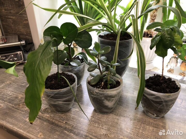 Аглаонема,спатифилиум,пеперомиял