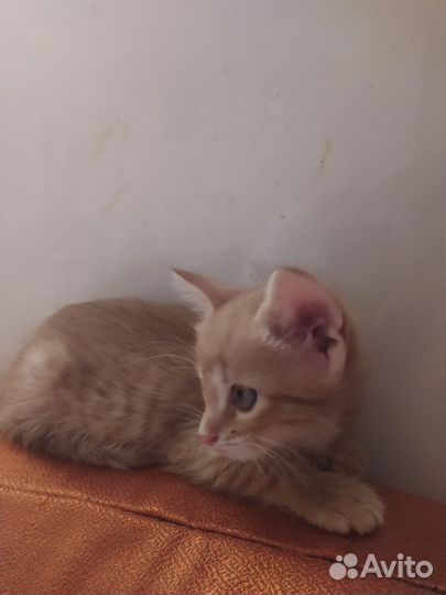 Продам котёнка от домашней кошки, мальчик, 1,5 мес