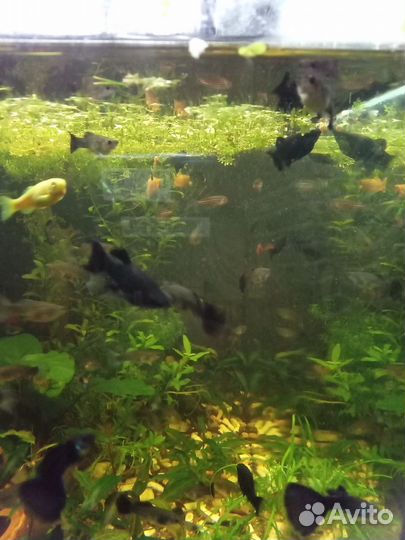 Рыбки, раки, растения