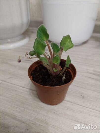 Сансевиерия, фиалка