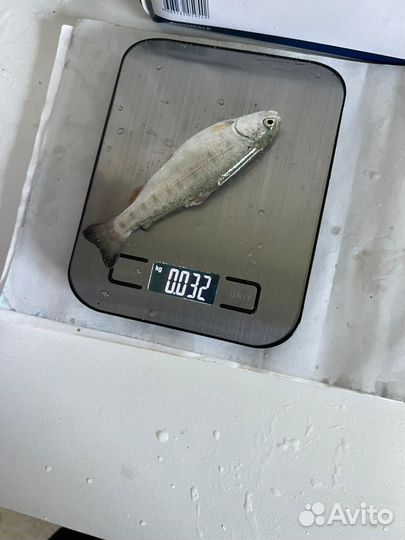 Малек форели