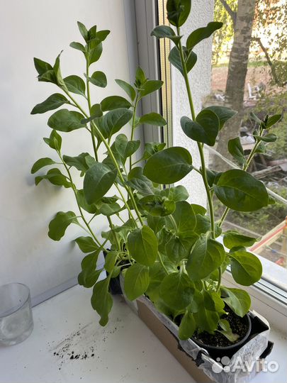 Рассада цветов петуния