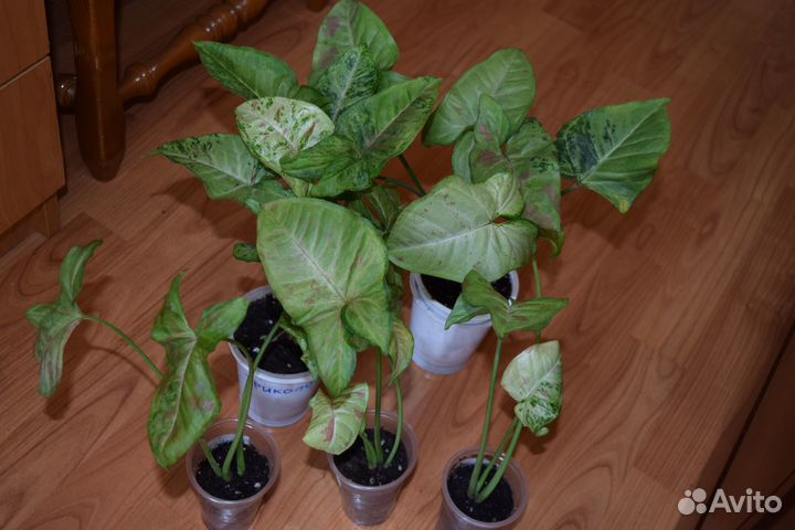 Сингониумы 2