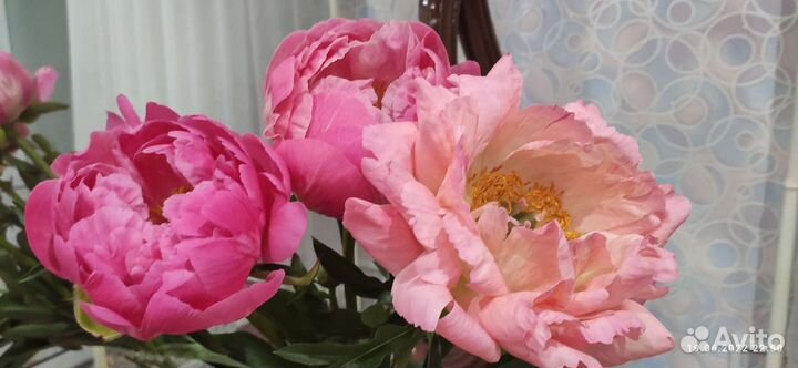 Пион Коралл Сансет