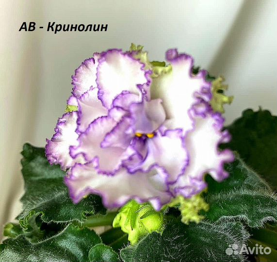 Сортовые фиалки