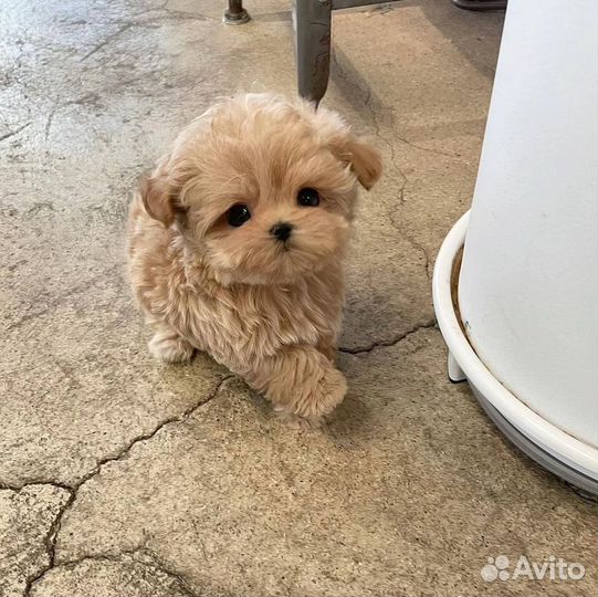 Мальтипу микро