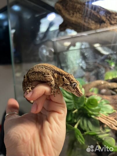 Ушастый новокаледонский бананоед