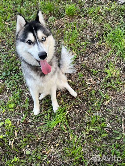 Сибирский хаски вязка