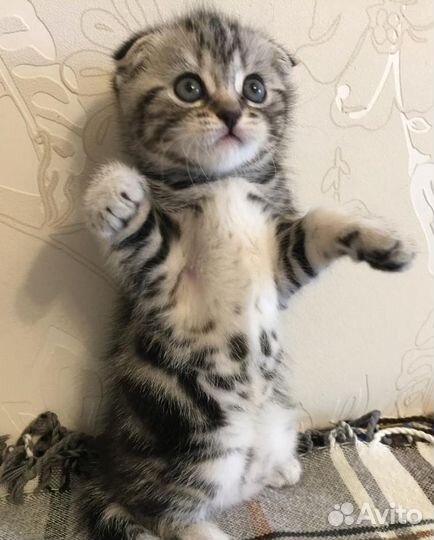 Где моя мама