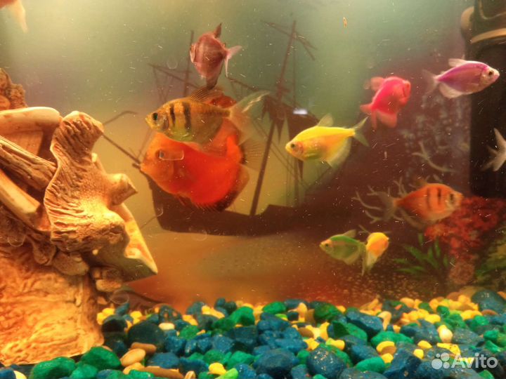 Аквариум с рыбами