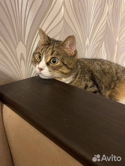 Отдам кота в добрые руки