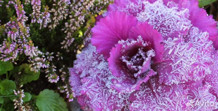 Декоративная капуста семена