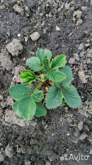 Рассада клубники