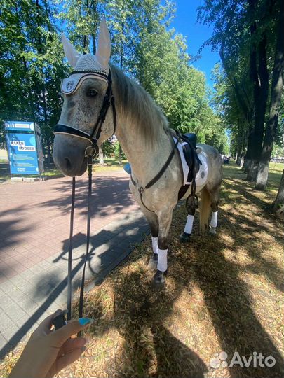 Пони/лошадь на праздник,прогулки