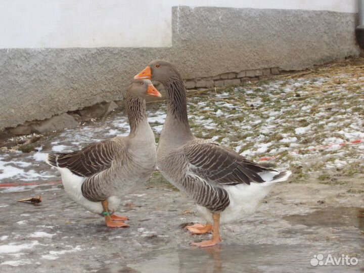 Гусак на племя