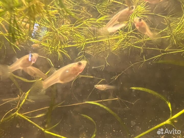 Аквариумные рыбки гуппи