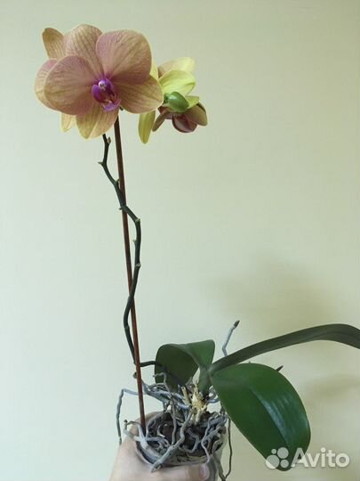 Орхидея фаленопсис