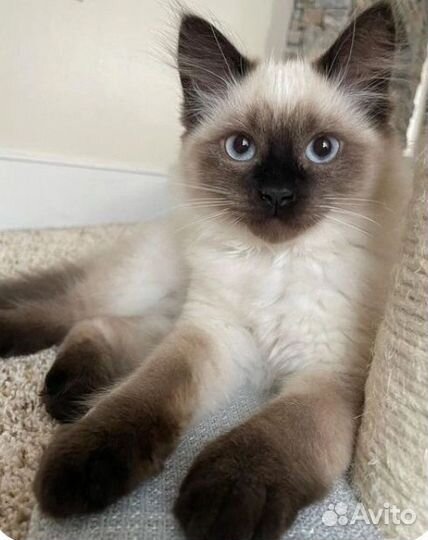 Передержка для котов и кошек