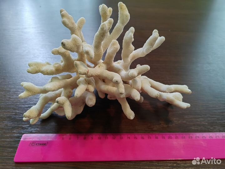 Коралл морской