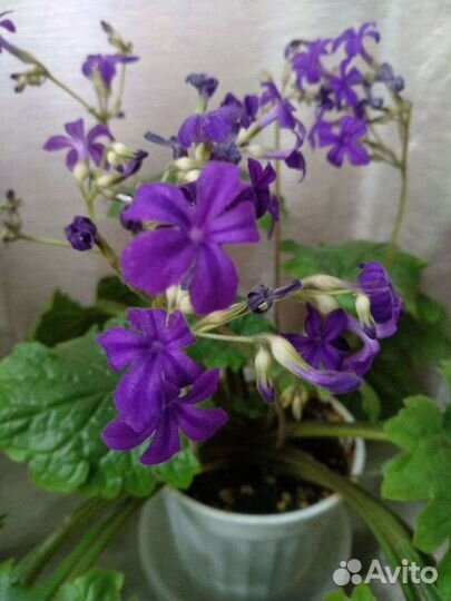 Примулины (Хириты) сортовые