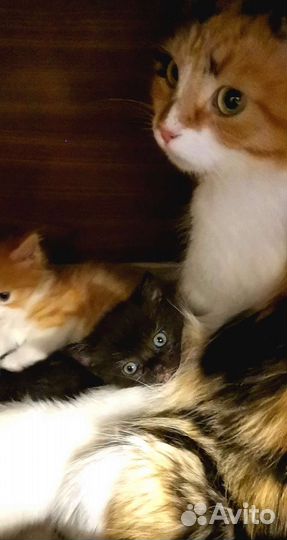 Котята в добрые руки