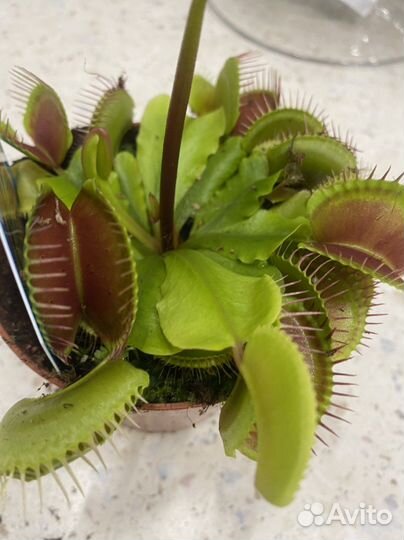 Дионея венерина мухоловка 9 см горшок