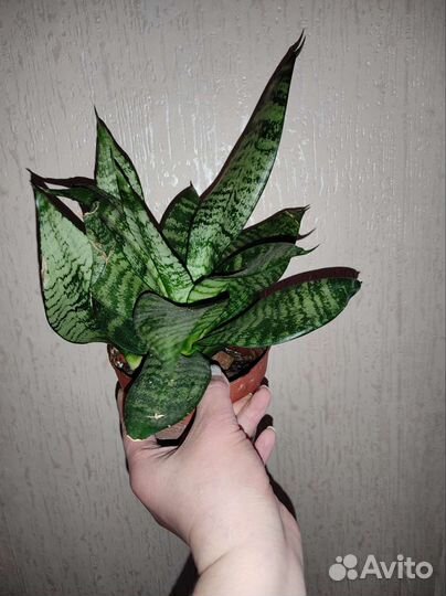 Сансевиерия