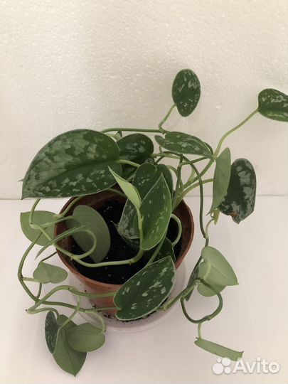 Сциндапсусы,эпипремнумы,сансевиерия