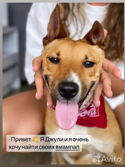 Собаки в дар