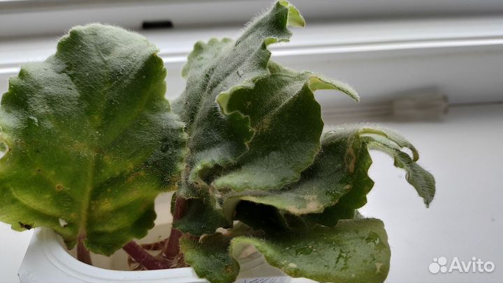 Фиалки махровые