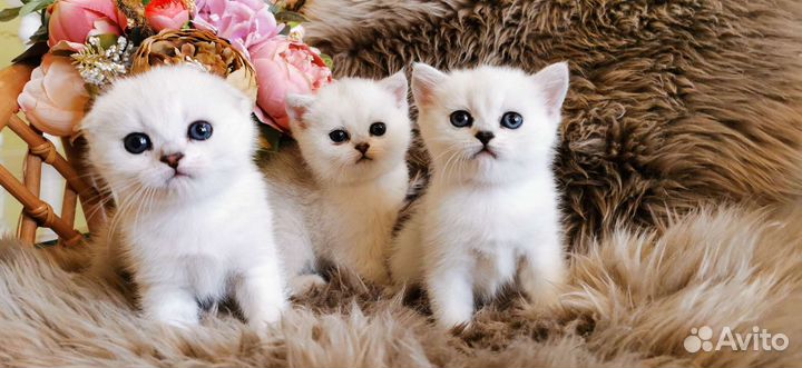 Шотландские котята