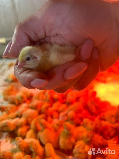 Техасский перепел