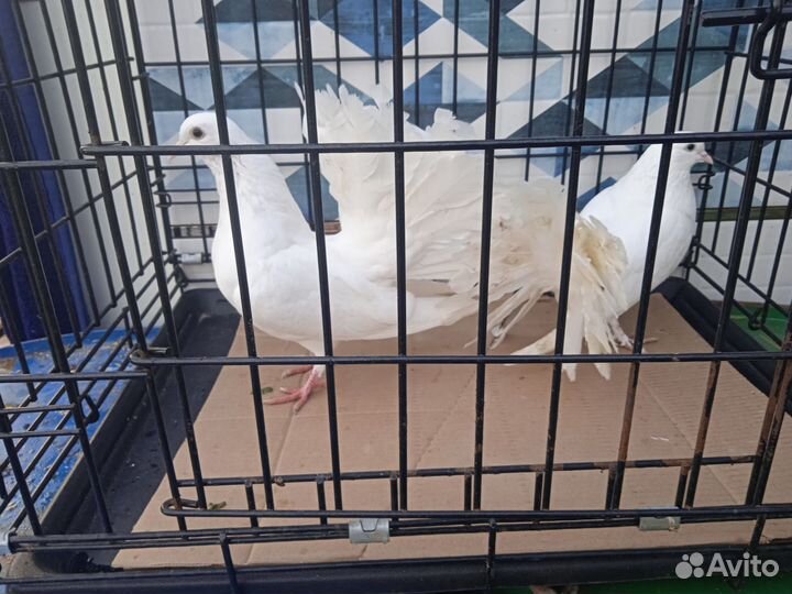 Голуби павлины аренда продажу