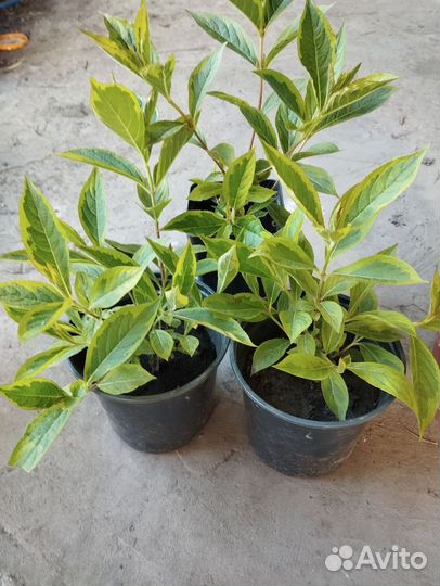 Кустарник вейгела