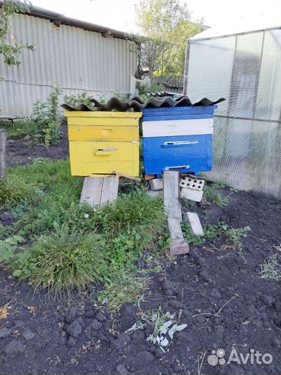 Пчелосемьи