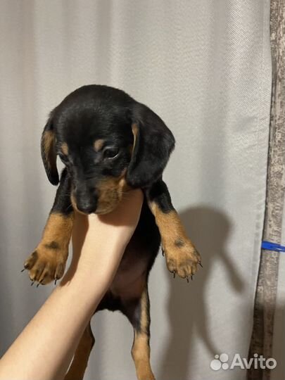 Такса щенок