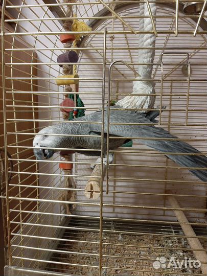 Возьмем на время Вашего отъезда Вашу птичку, Жако