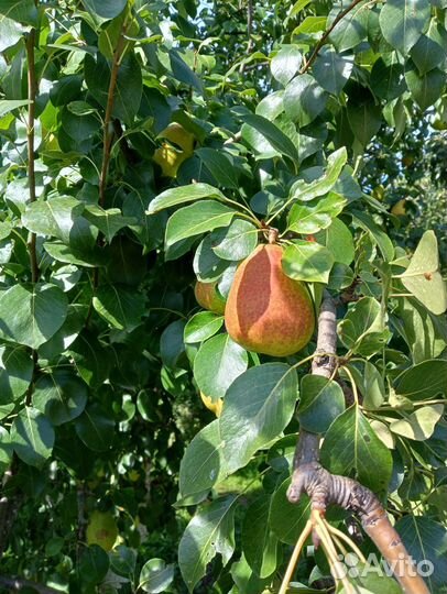 Груши сорт Краса Севера и Рогнеда