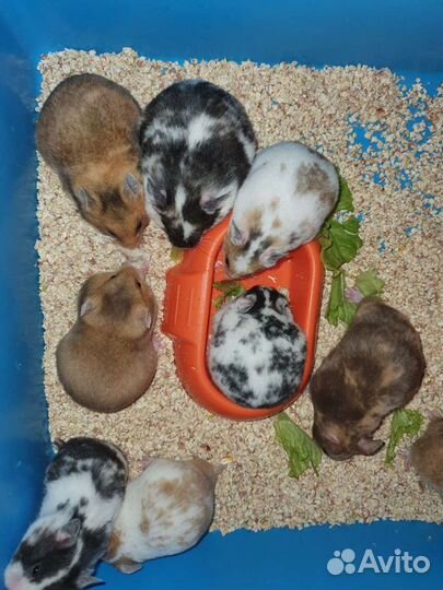 Сирийские И джунгарские хомячки 3 недельки возраст