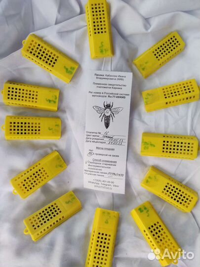 Матка Карника - 10 шт