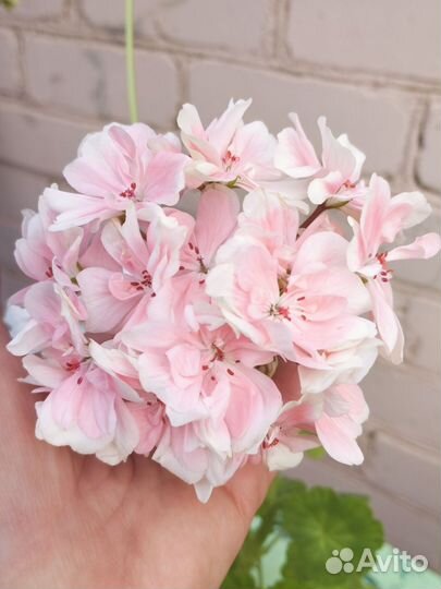 Пеларгония сортовая