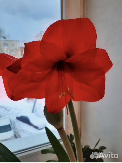Гиппеаструм сортовые