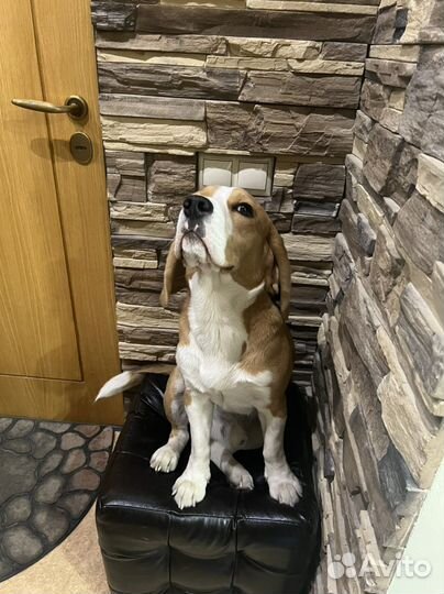 Вязка кобель бигль