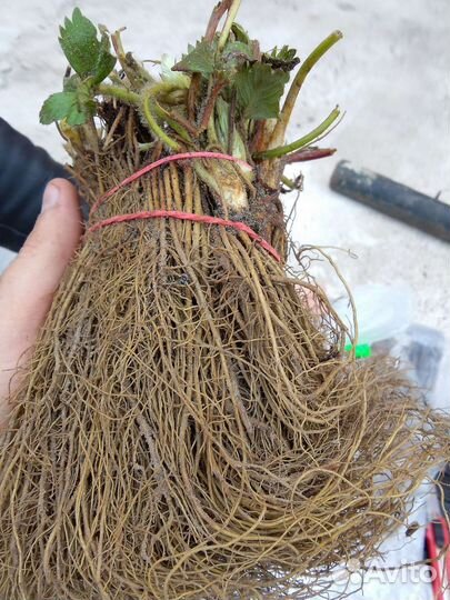 Рассада ремонтантной клубники Кабрилло Мурано