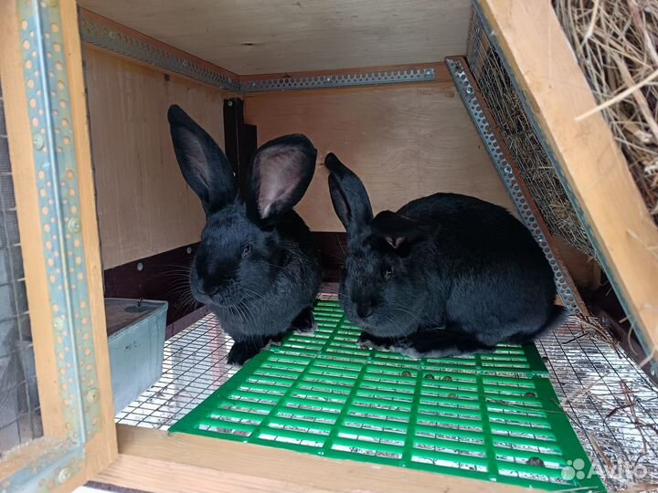 Немецкий пёстрый великан (строкач)