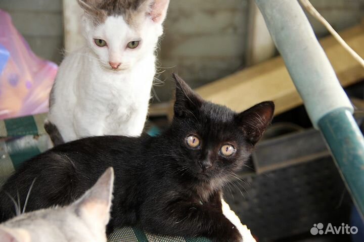 Котик в добрые руки